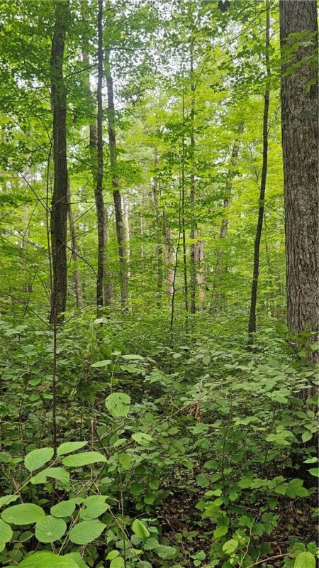 Residential at Lots 17, 18, 36-40 BLK 13 Dixon Ave, Hayward, WI 54843 — photo 5