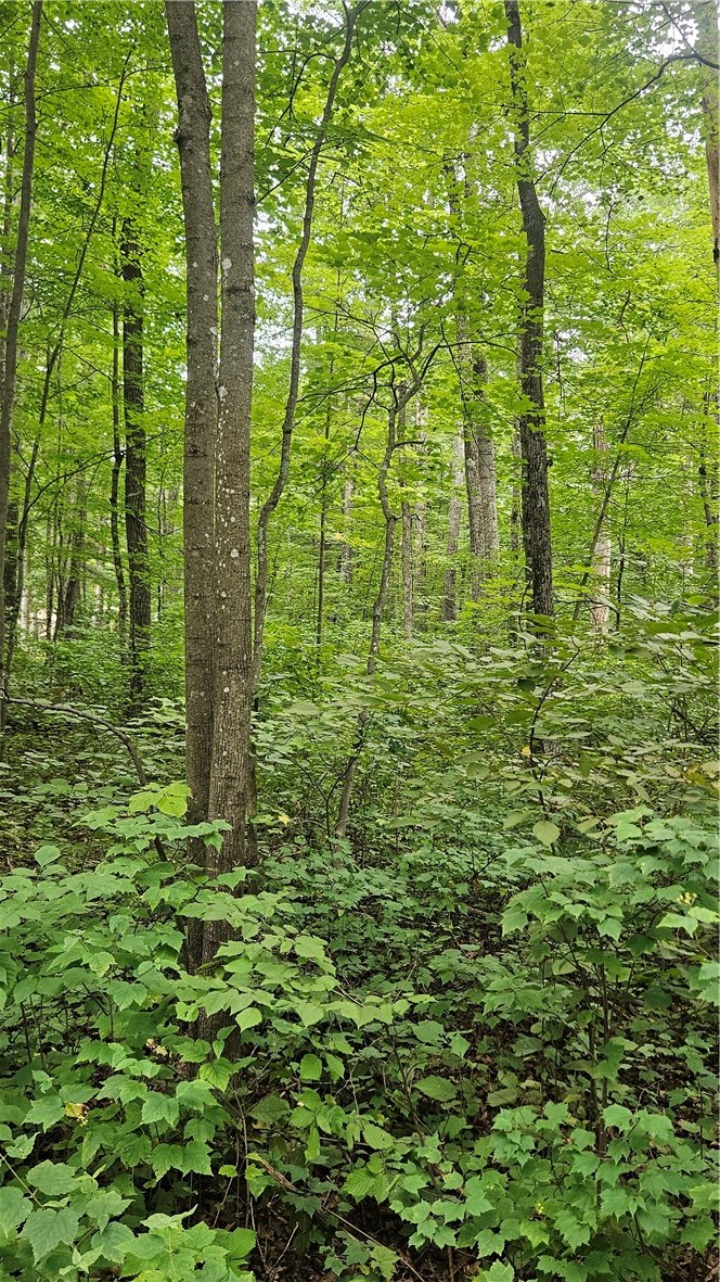 Residential at Lots 17, 18, 36-40 BLK 13 Dixon Ave, Hayward, WI 54843 — photo 6