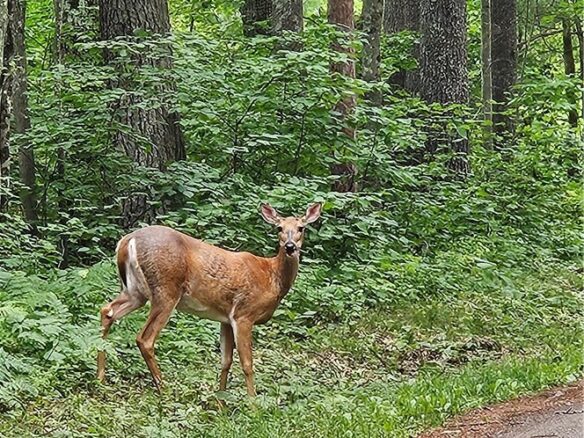 Residential at Lots 17, 18, 36-40 BLK 13 Dixon Ave, Hayward, WI 54843 — photo 1