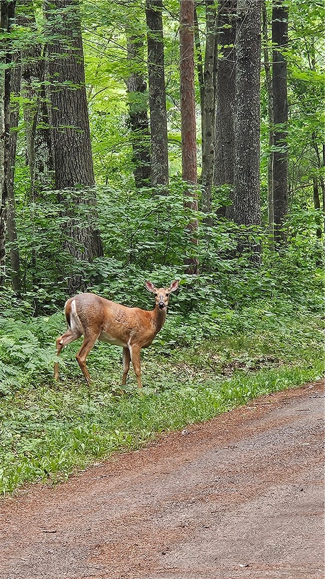 Residential at Lots 17, 18, 36-40 BLK 13 Dixon Ave, Hayward, WI 54843 — photo 1