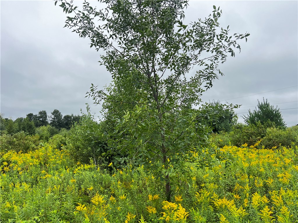 Residential at Lots 20 & 21 250th Street, Cadott, WI 54727 — photo 6