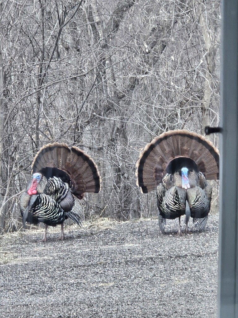 N10301-171st-Boyceville-WI-54725-8