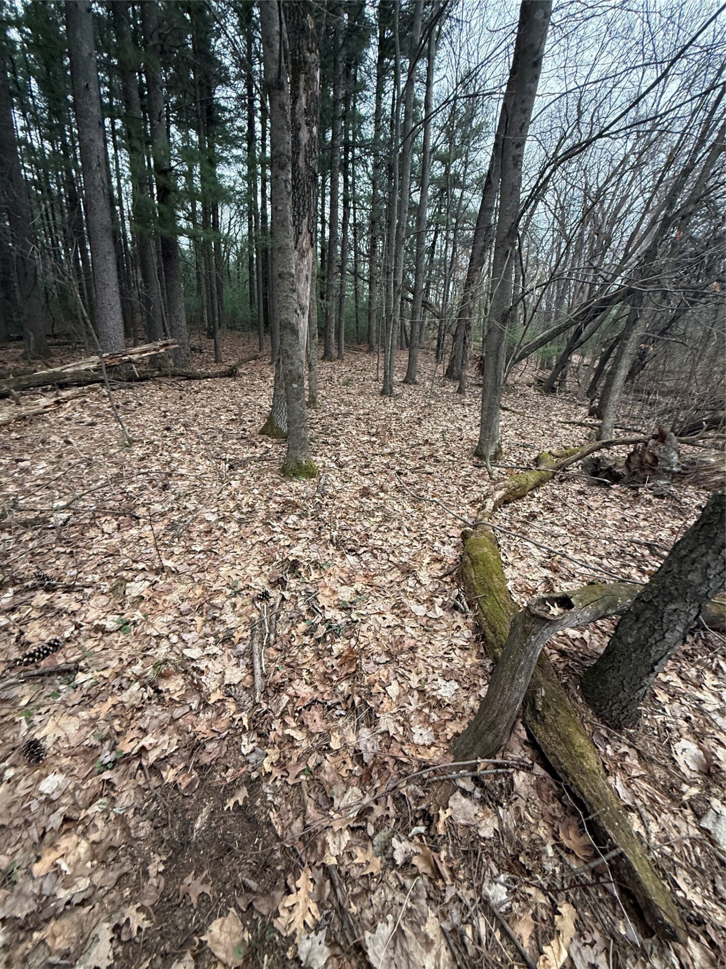 Land at N11119 Jahn Road, Alma Center, WI 54611 — photo 16
