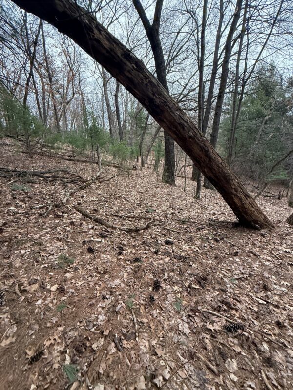 Land at N11119 Jahn Road, Alma Center, WI 54611 — photo 17