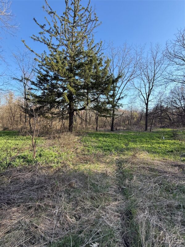 Land at N11119 Jahn Road, Alma Center, WI 54611 — photo 3