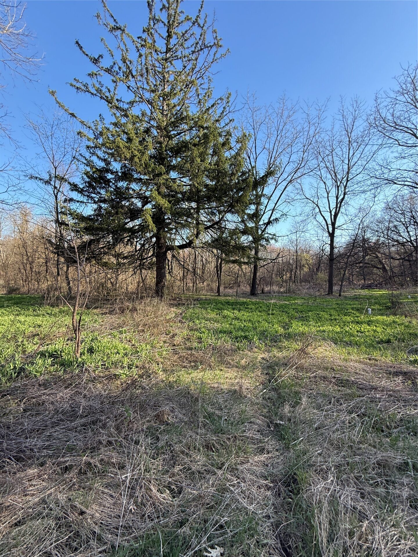 Land at N11119 Jahn Road, Alma Center, WI 54611 — photo 3