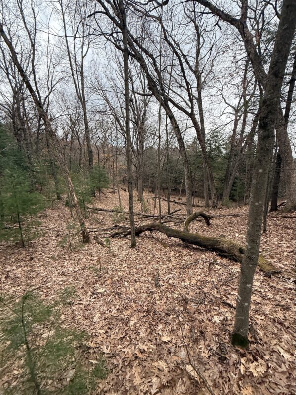 Land at N11119 Jahn Road, Alma Center, WI 54611 — photo 22