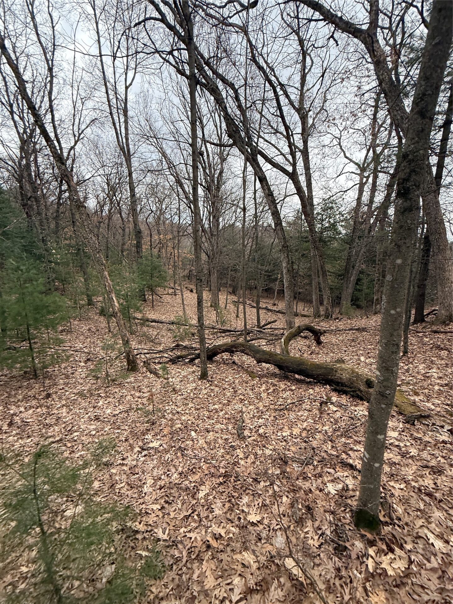 Land at N11119 Jahn Road, Alma Center, WI 54611 — photo 22