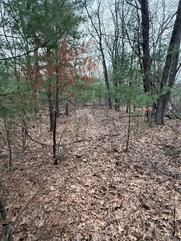 Land at N11119 Jahn Road, Alma Center, WI 54611 — photo 24