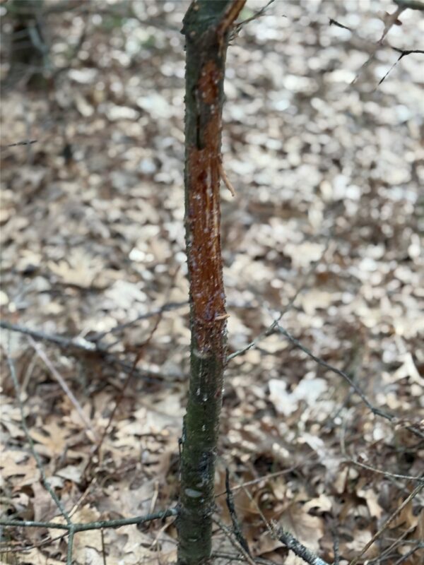 Land at N11119 Jahn Road, Alma Center, WI 54611 — photo 25