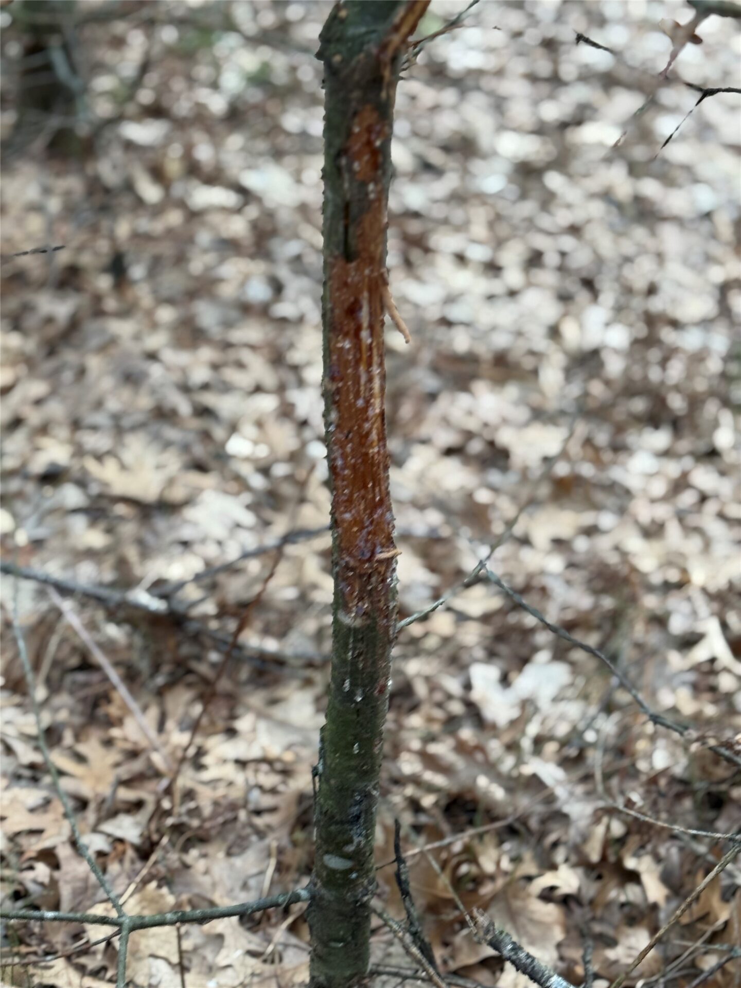 Land at N11119 Jahn Road, Alma Center, WI 54611 — photo 25