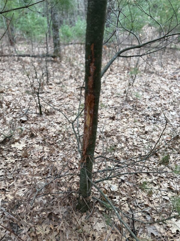 Land at N11119 Jahn Road, Alma Center, WI 54611 — photo 26