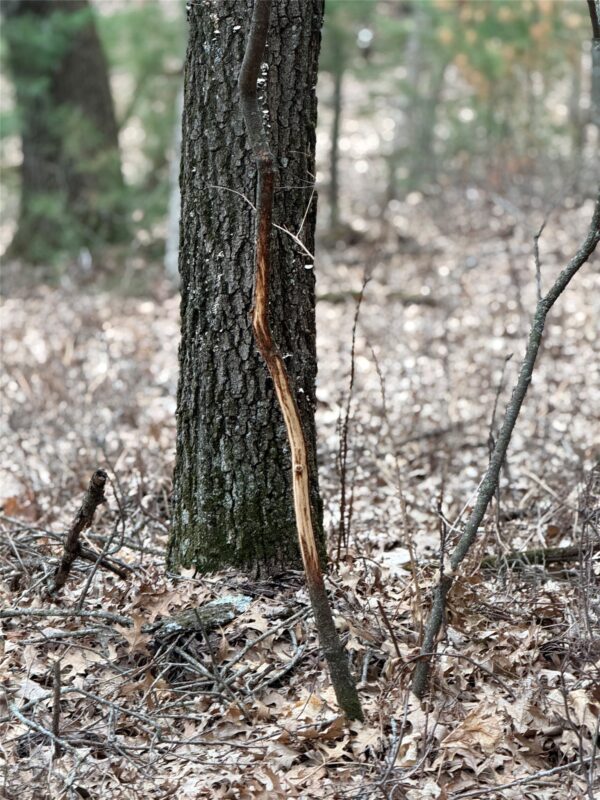 Land at N11119 Jahn Road, Alma Center, WI 54611 — photo 29