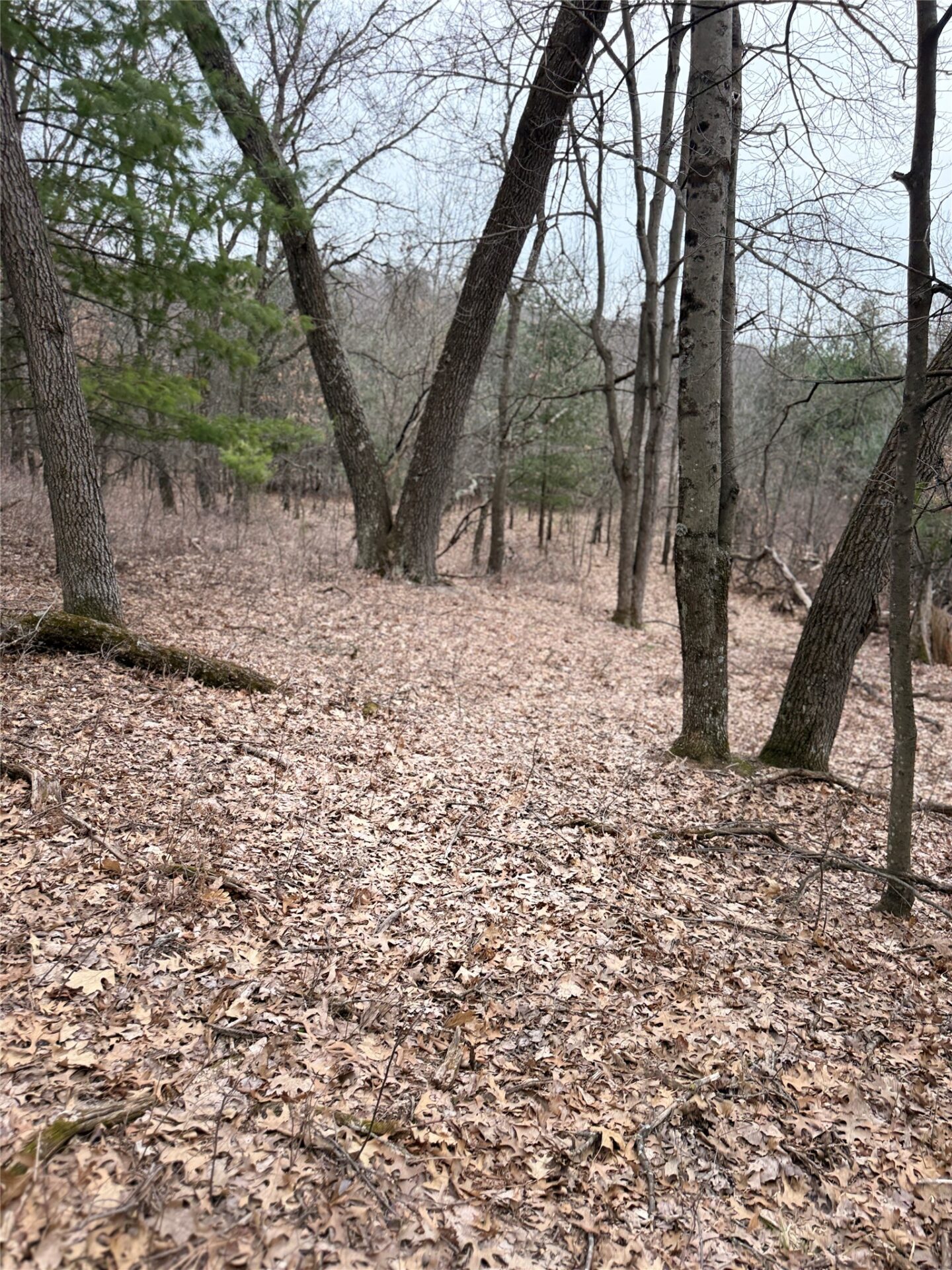 Land at N11119 Jahn Road, Alma Center, WI 54611 — photo 30