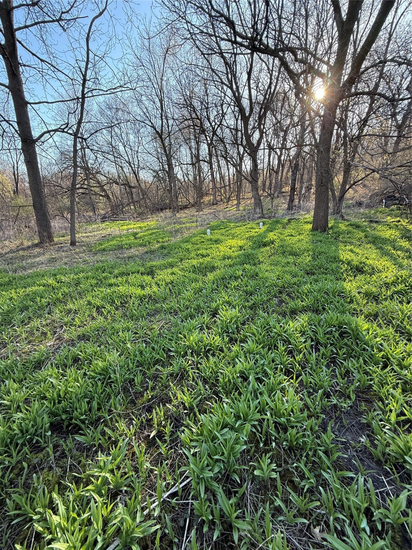 Land at N11119 Jahn Road, Alma Center, WI 54611 — photo 4