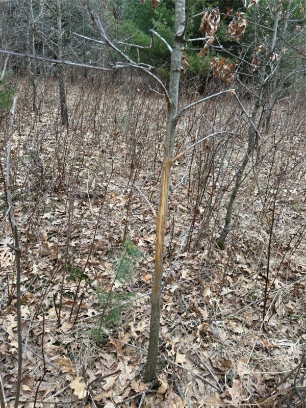 Land at N11119 Jahn Road, Alma Center, WI 54611 — photo 31