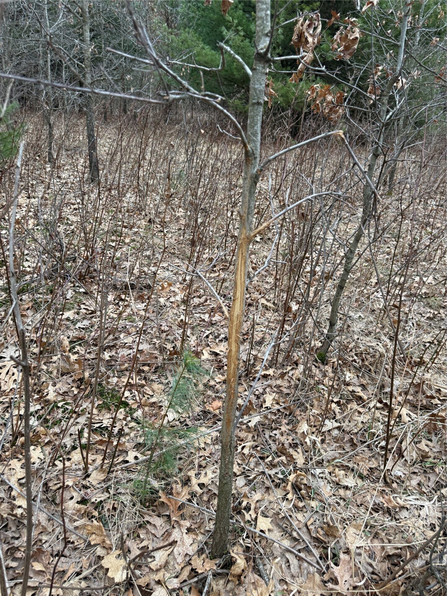 Land at N11119 Jahn Road, Alma Center, WI 54611 — photo 31