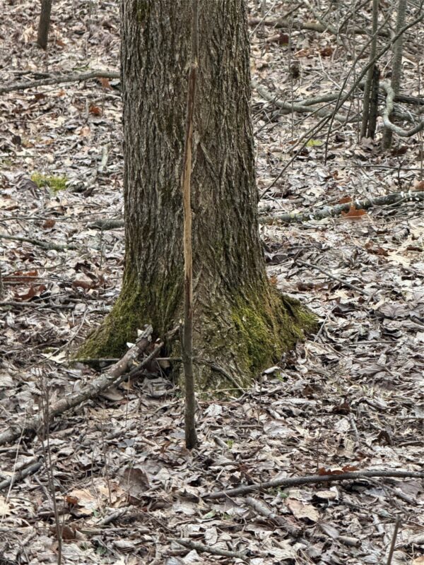 Land at N11119 Jahn Road, Alma Center, WI 54611 — photo 32