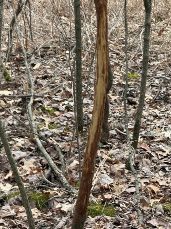 Land at N11119 Jahn Road, Alma Center, WI 54611 — photo 33