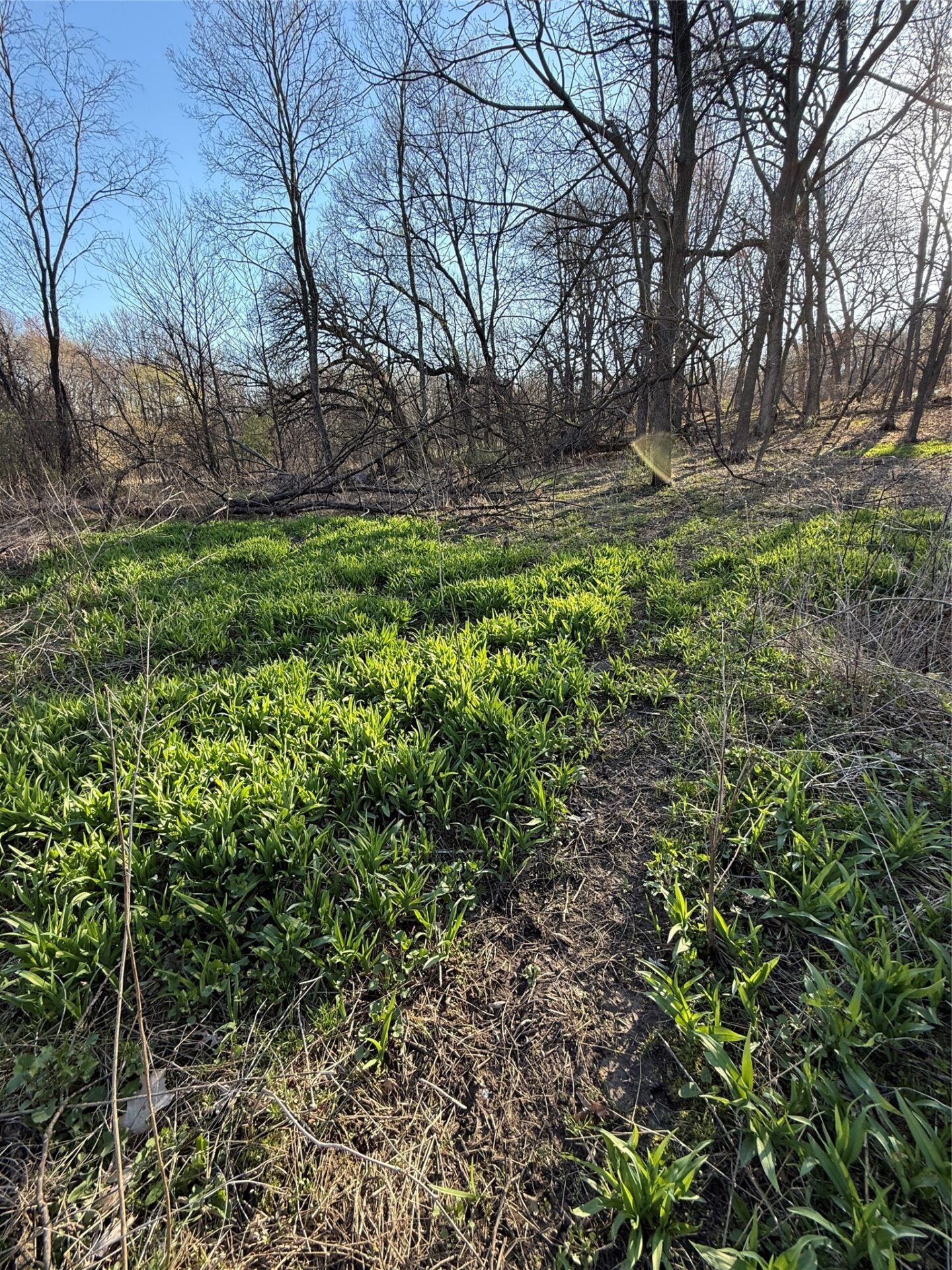 Land at N11119 Jahn Road, Alma Center, WI 54611 — photo 6