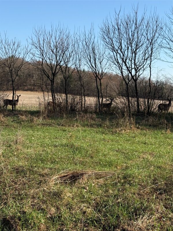 Land at N11119 Jahn Road, Alma Center, WI 54611 — photo 58