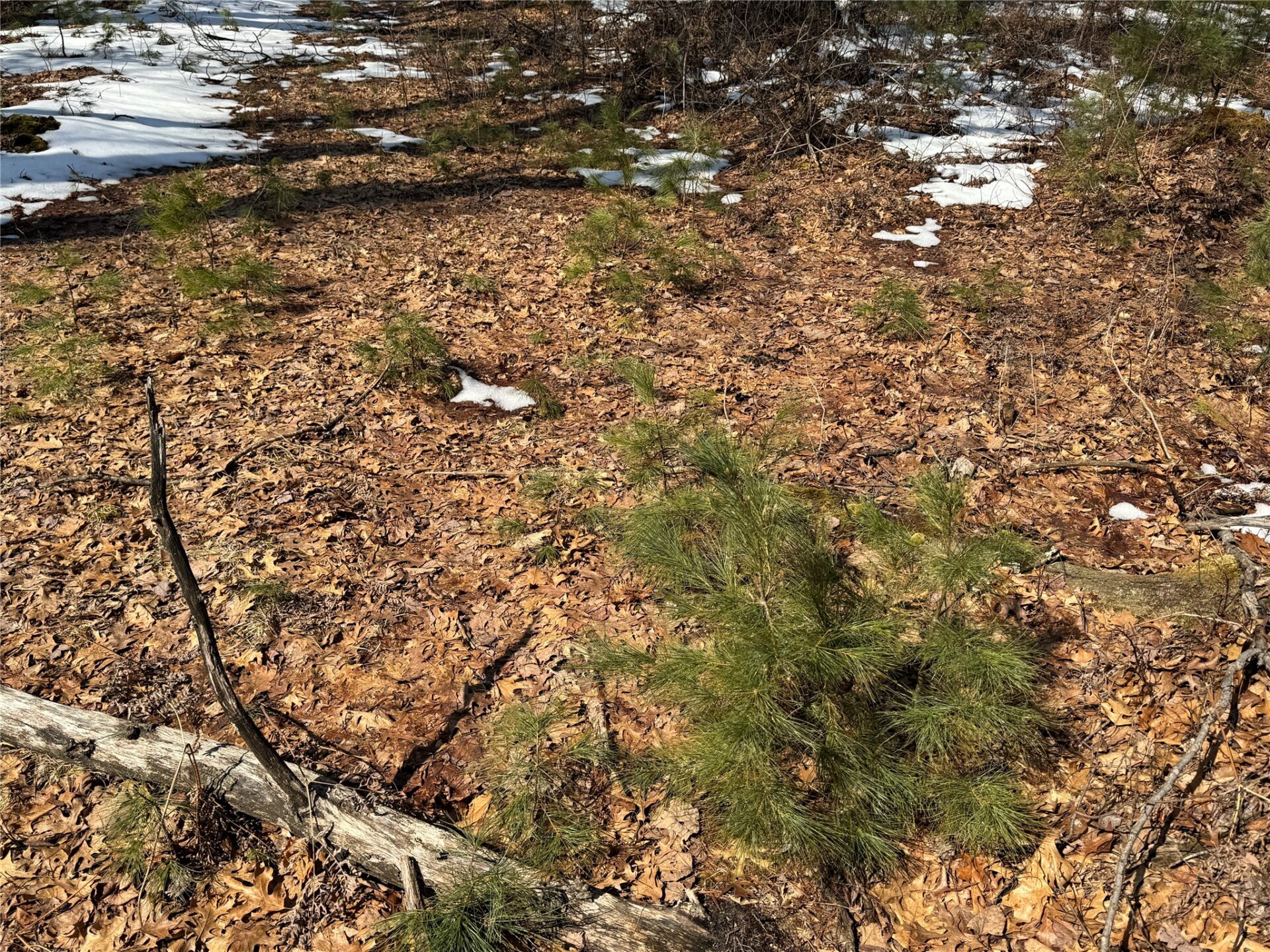 Land at OOO LAKE RD, Clintonville, WI 54929 — photo 19