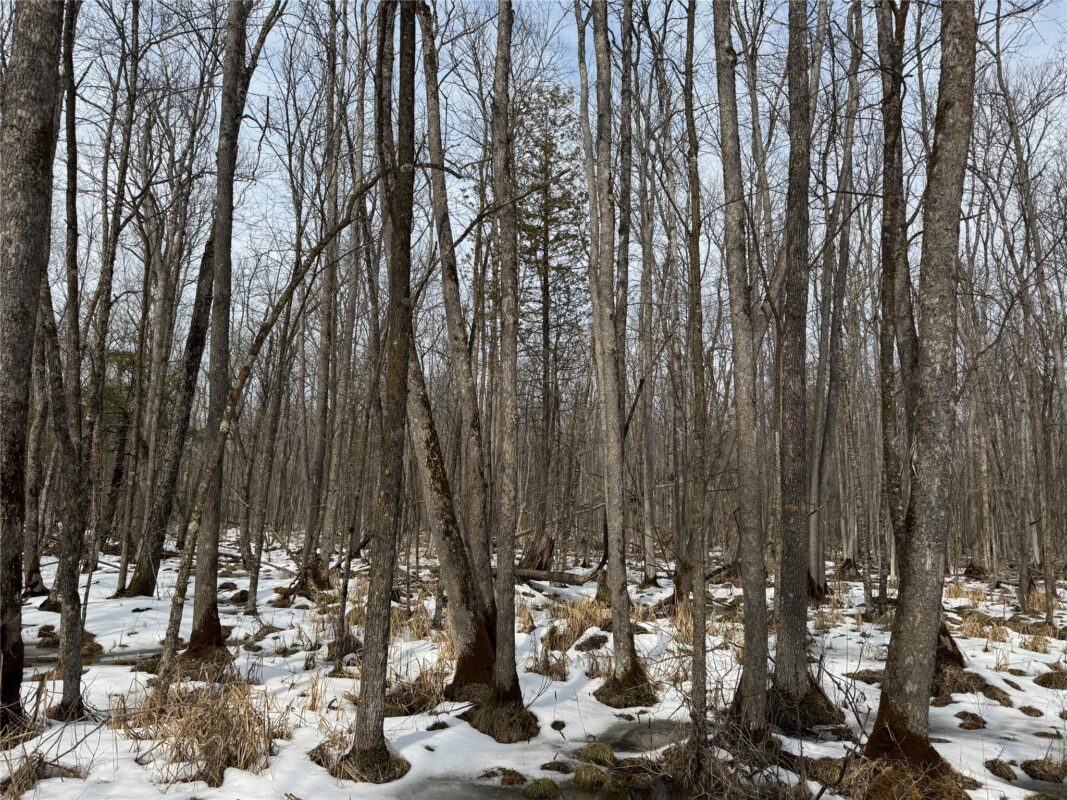 Land at OOO LAKE RD, Clintonville, WI 54929 — photo 34