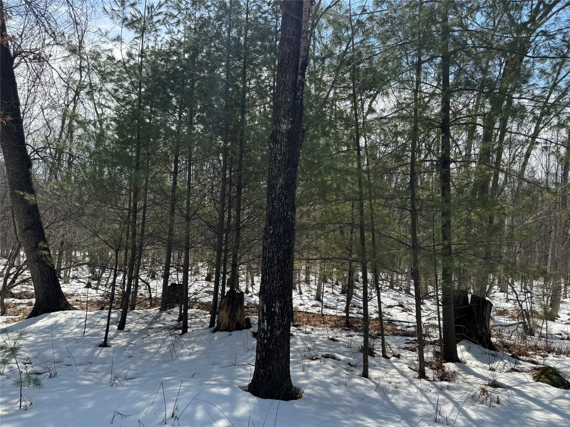 Land at OOO LAKE RD, Clintonville, WI 54929 — photo 7