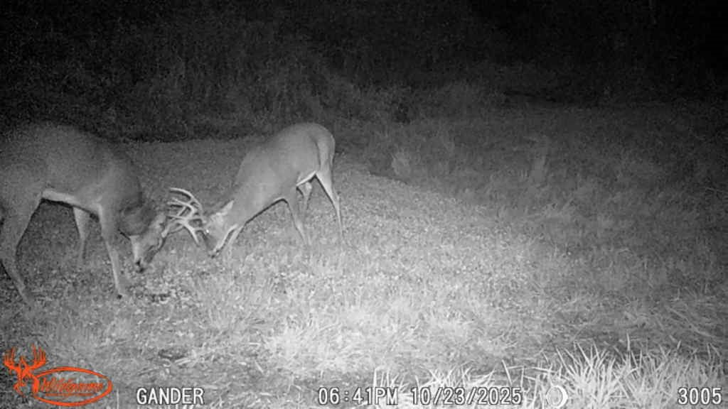 Residential at S9025 Lowes Creek Road, Eleva, WI 54738 — photo 10