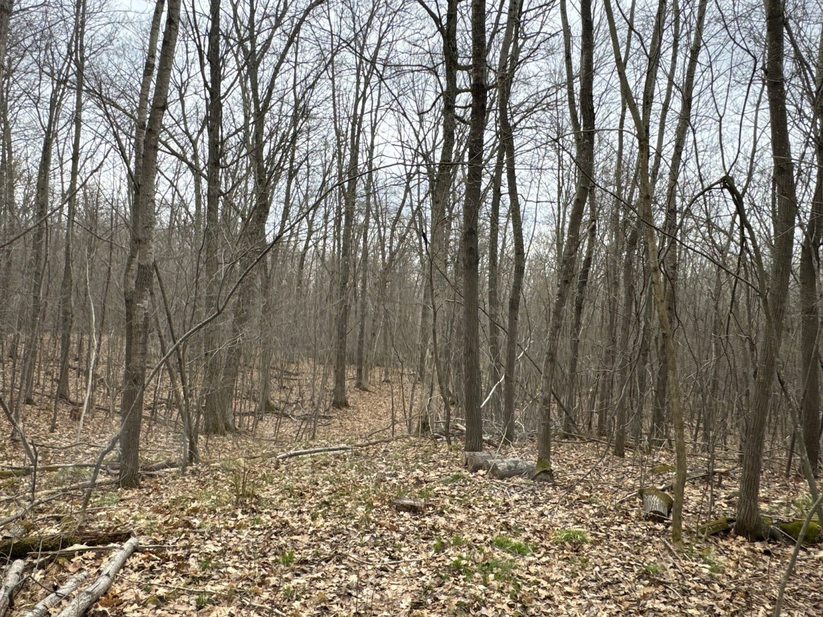 Land at TBD Barrett Trail, Trego, WI 54888 — photo 13