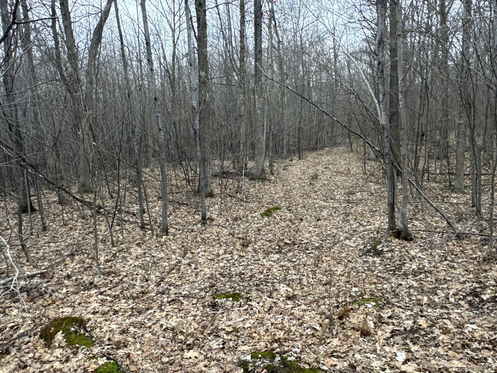 Land at TBD Barrett Trail, Trego, WI 54888 — photo 14