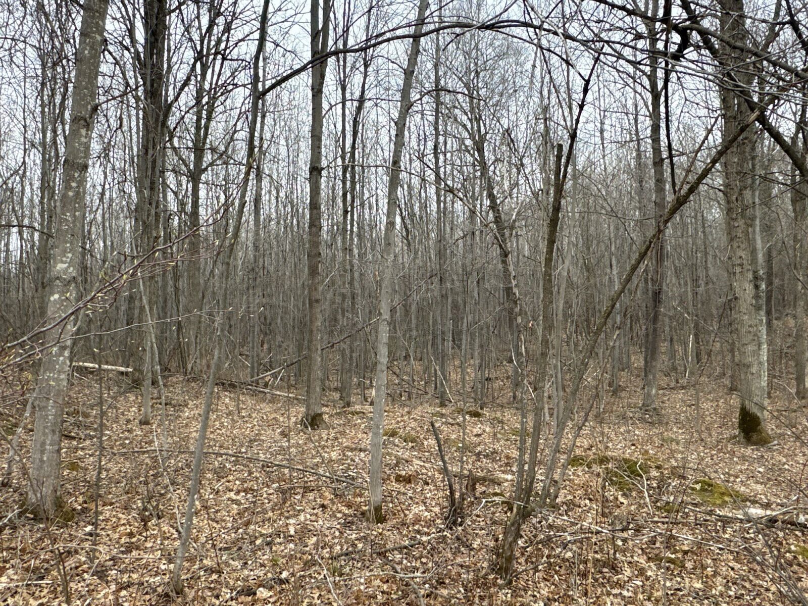 Land at TBD Barrett Trail, Trego, WI 54888 — photo 16