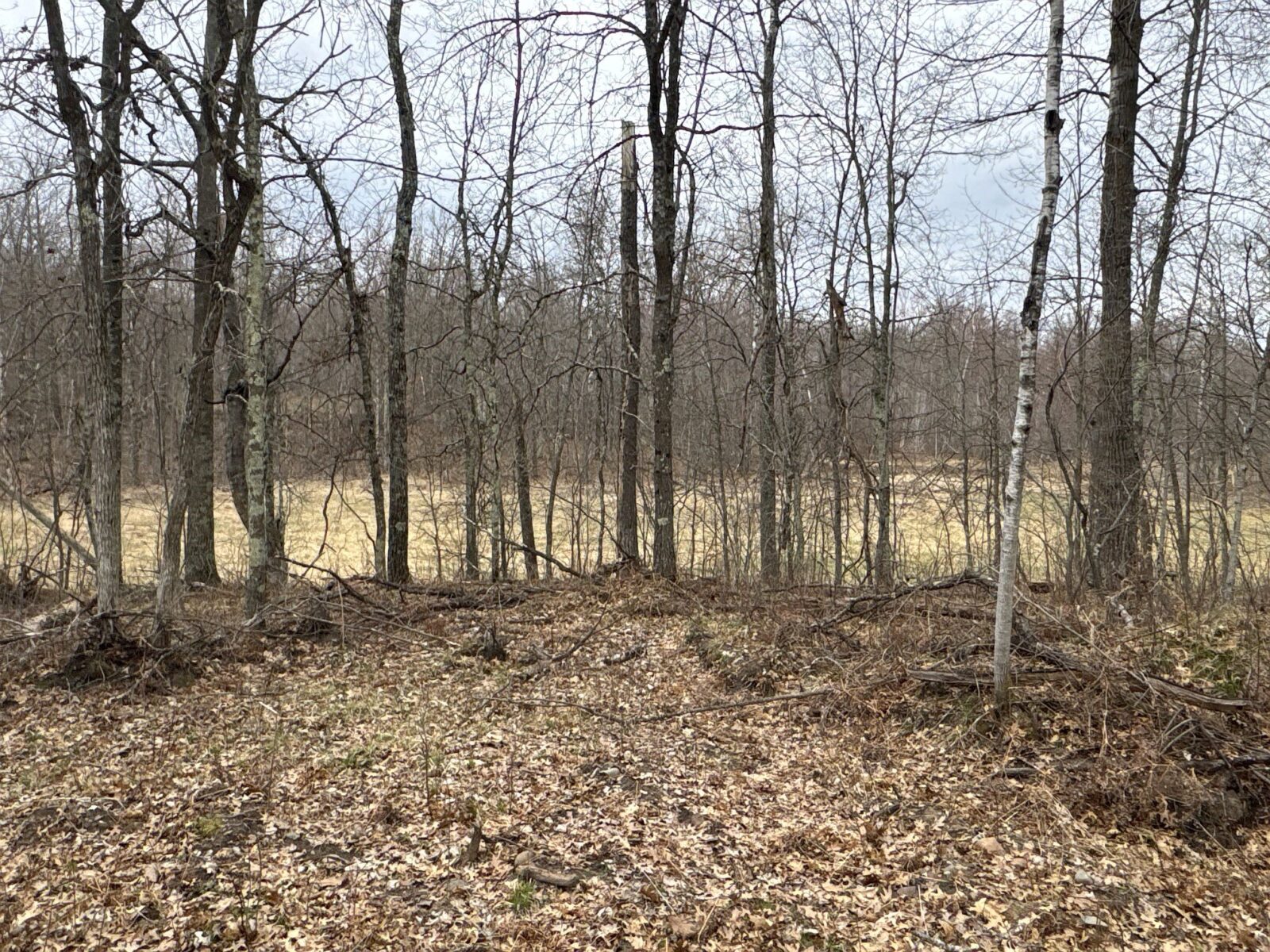 Land at TBD Barrett Trail, Trego, WI 54888 — photo 20