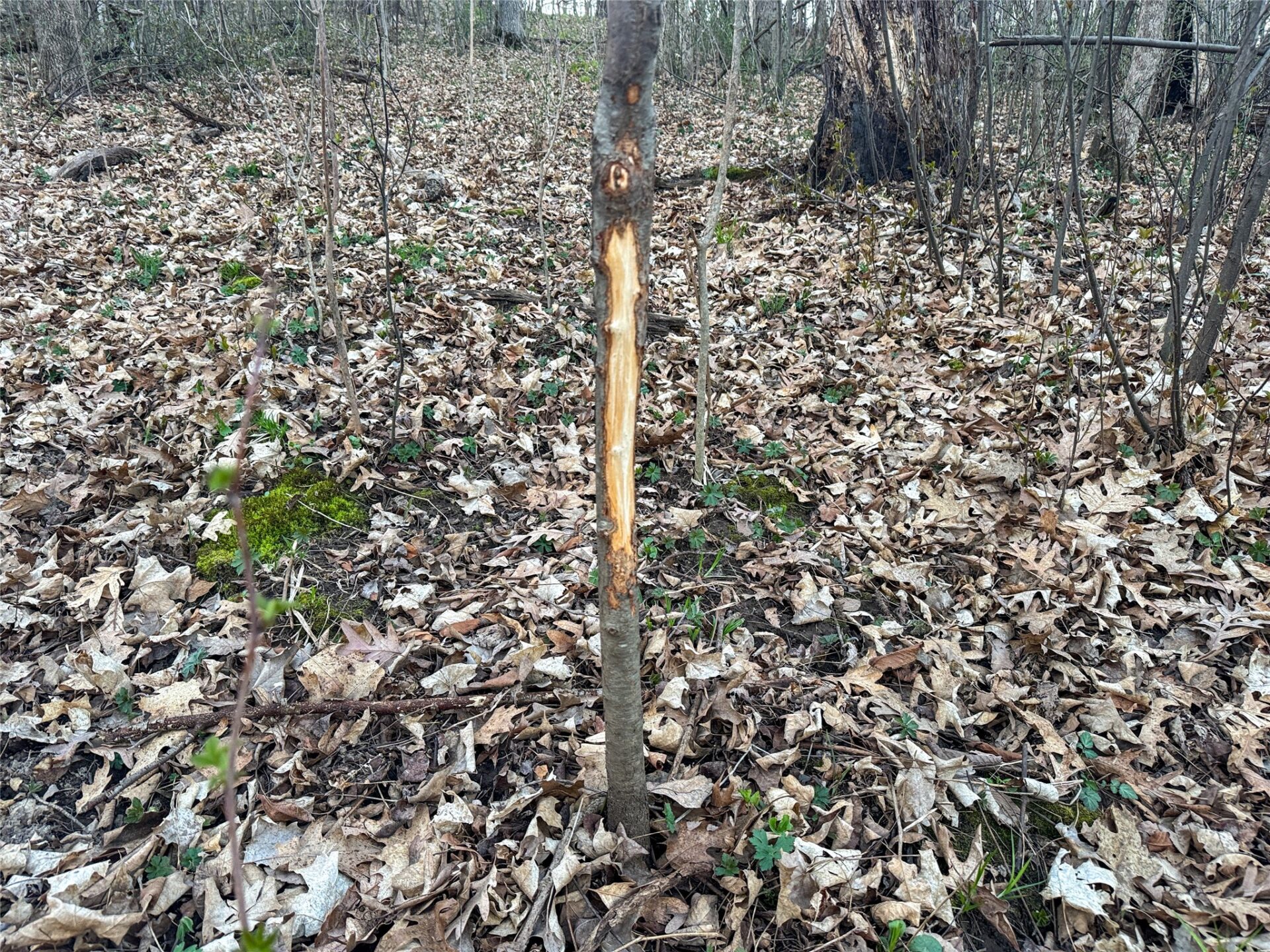 Land at TBD County Road K, Menomonie, WI 54751 — photo 20