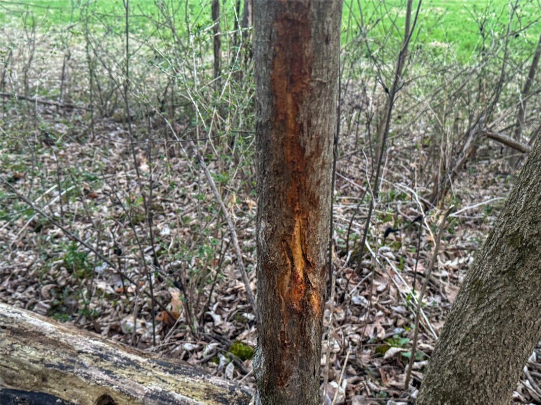 Land at TBD County Road K, Menomonie, WI 54751 — photo 21