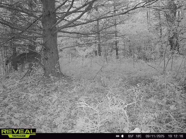 Land at TBD State Highway 12/27, Fairchild, WI 54741 — photo 34