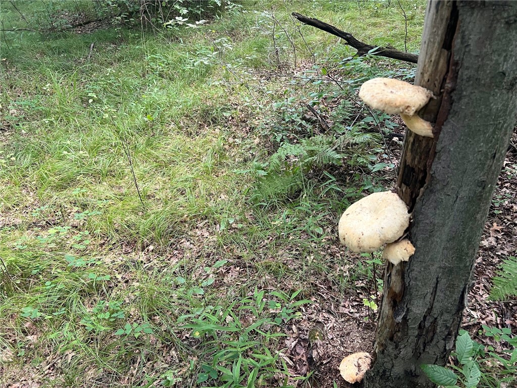 Land at TBD State Highway 12/27, Fairchild, WI 54741 — photo 48