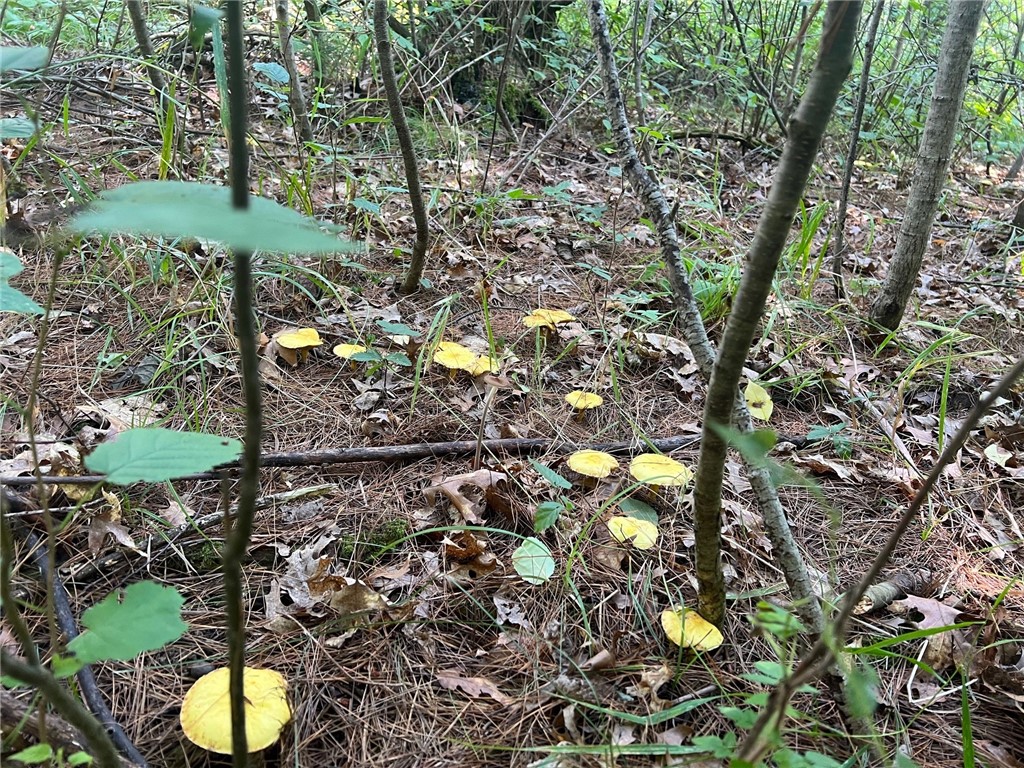 Land at TBD State Highway 12/27, Fairchild, WI 54741 — photo 50