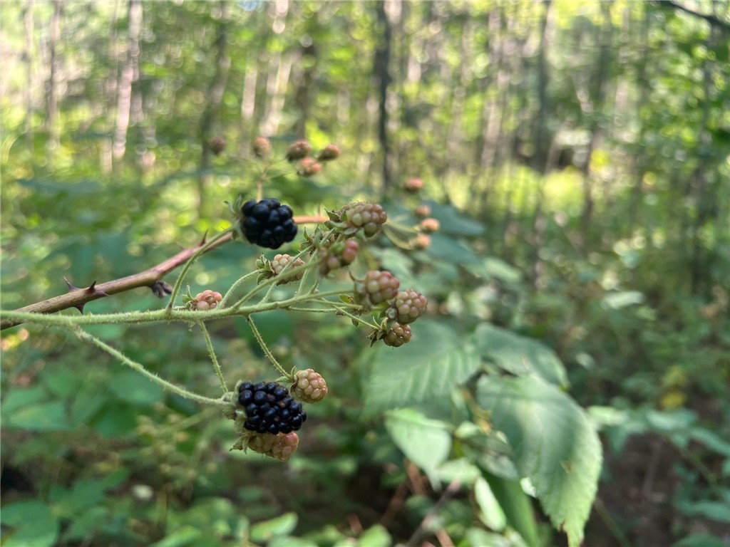 Land at TBD State Highway 12/27, Fairchild, WI 54741 — photo 55