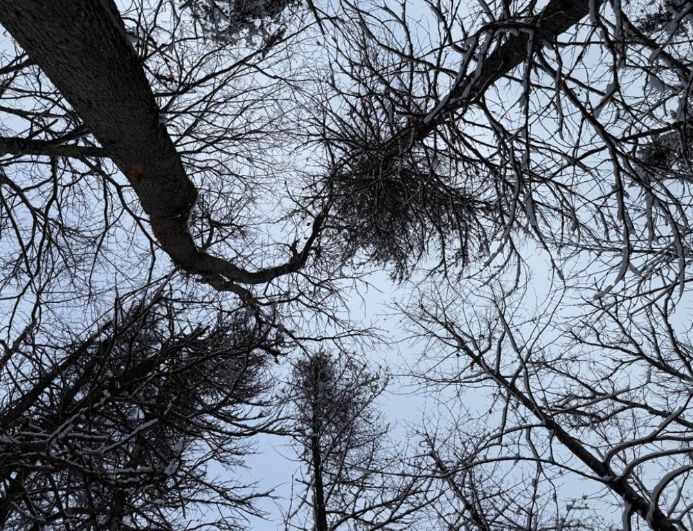 Land at TBD Wallin Road, Iron River, WI 54847 — photo 8