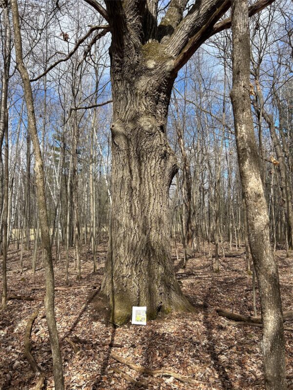 Land at Tax ID 21 Highway 63, Shell Lake, WI 54871 — photo 11