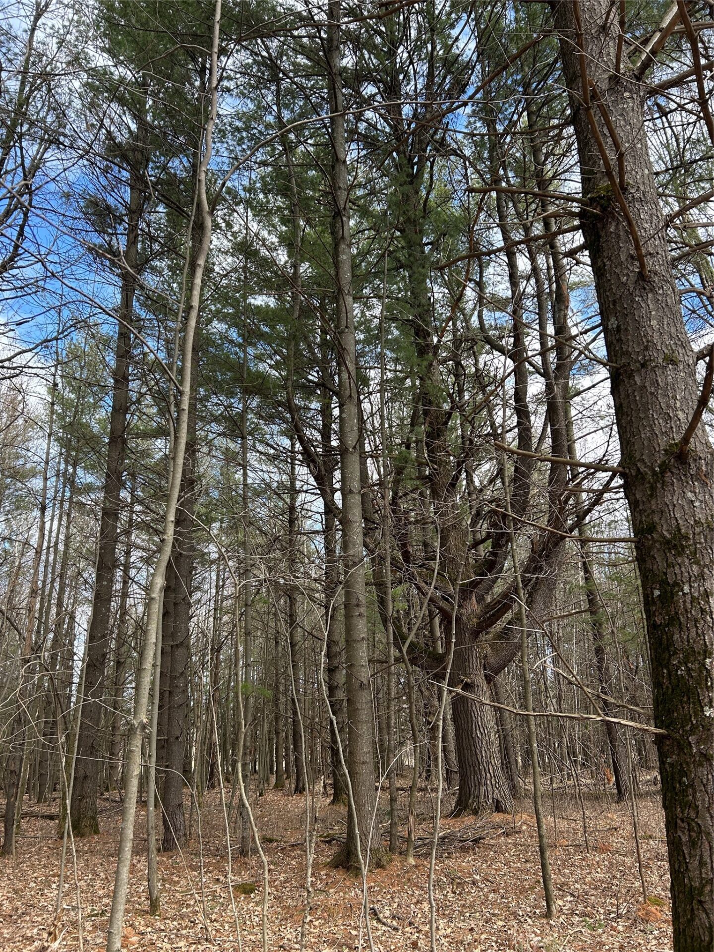 Land at Tax ID 21 Highway 63, Shell Lake, WI 54871 — photo 12