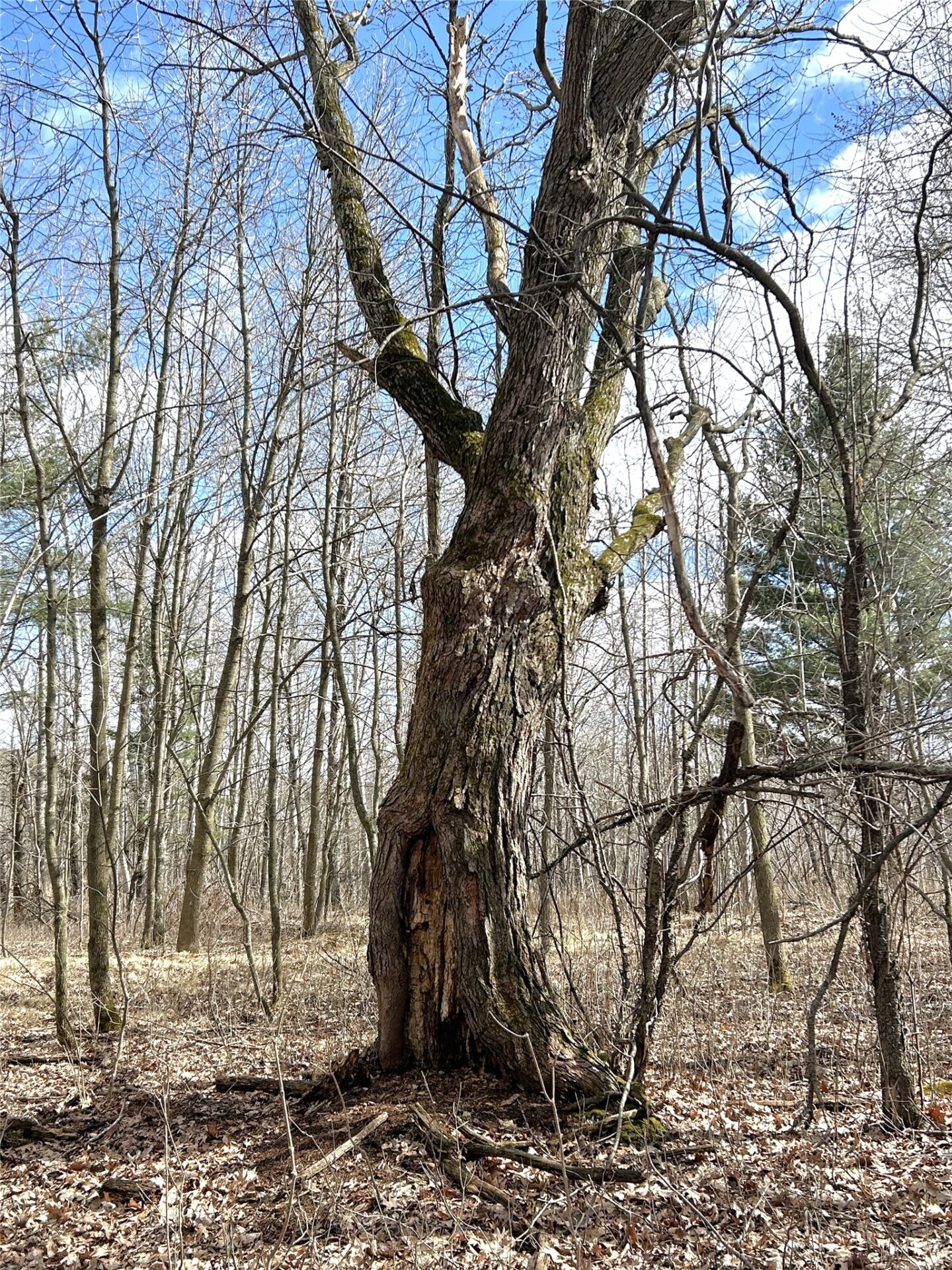 Land at Tax ID 21 Highway 63, Shell Lake, WI 54871 — photo 14