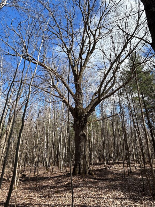 Land at Tax ID 21 Highway 63, Shell Lake, WI 54871 — photo 8
