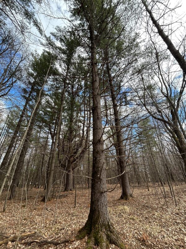 Land at Tax ID 21 Highway 63, Shell Lake, WI 54871 — photo 9