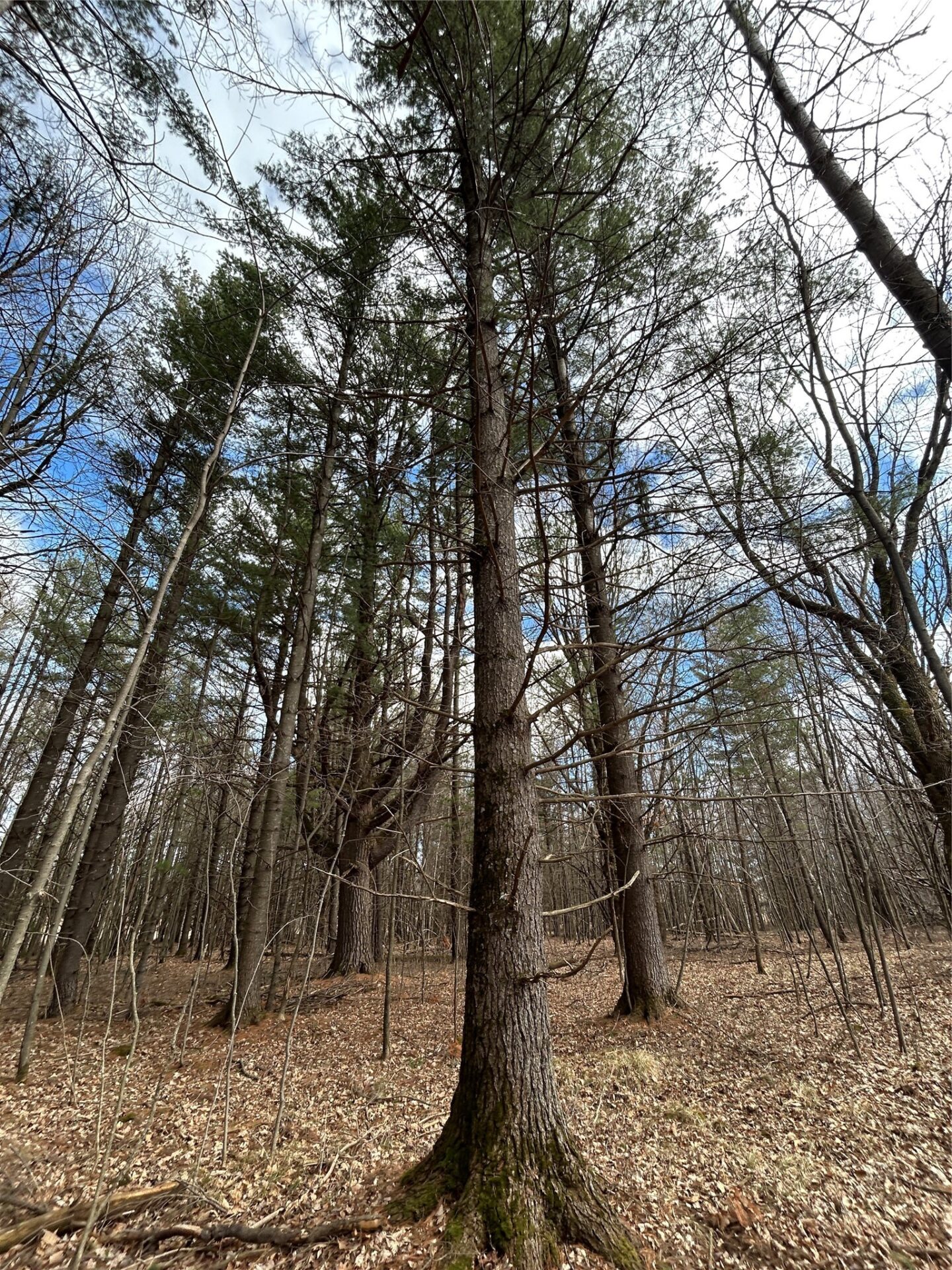 Land at Tax ID 21 Highway 63, Shell Lake, WI 54871 — photo 9