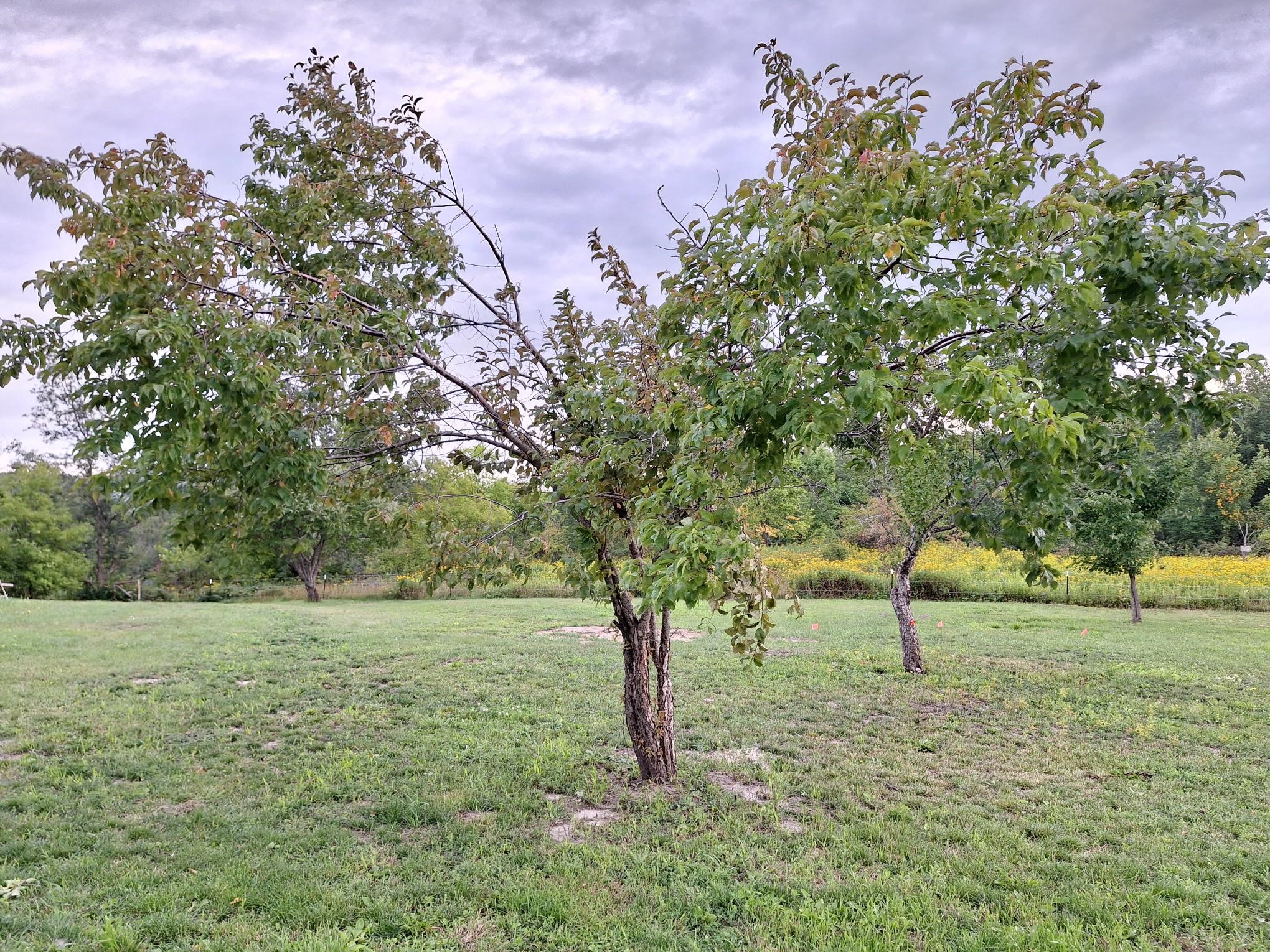 W15995-Random-Ridge-Weyerhaeuser-WI-54895-2