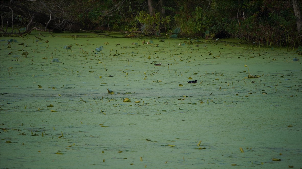 Land at XX Cesler Valley Rd, Alma, WI 54610 — photo 28