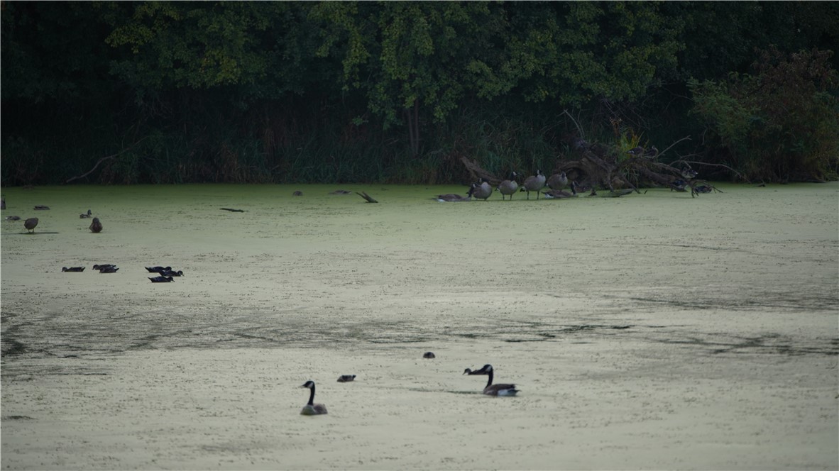 Land at XX Cesler Valley Rd, Alma, WI 54610 — photo 29