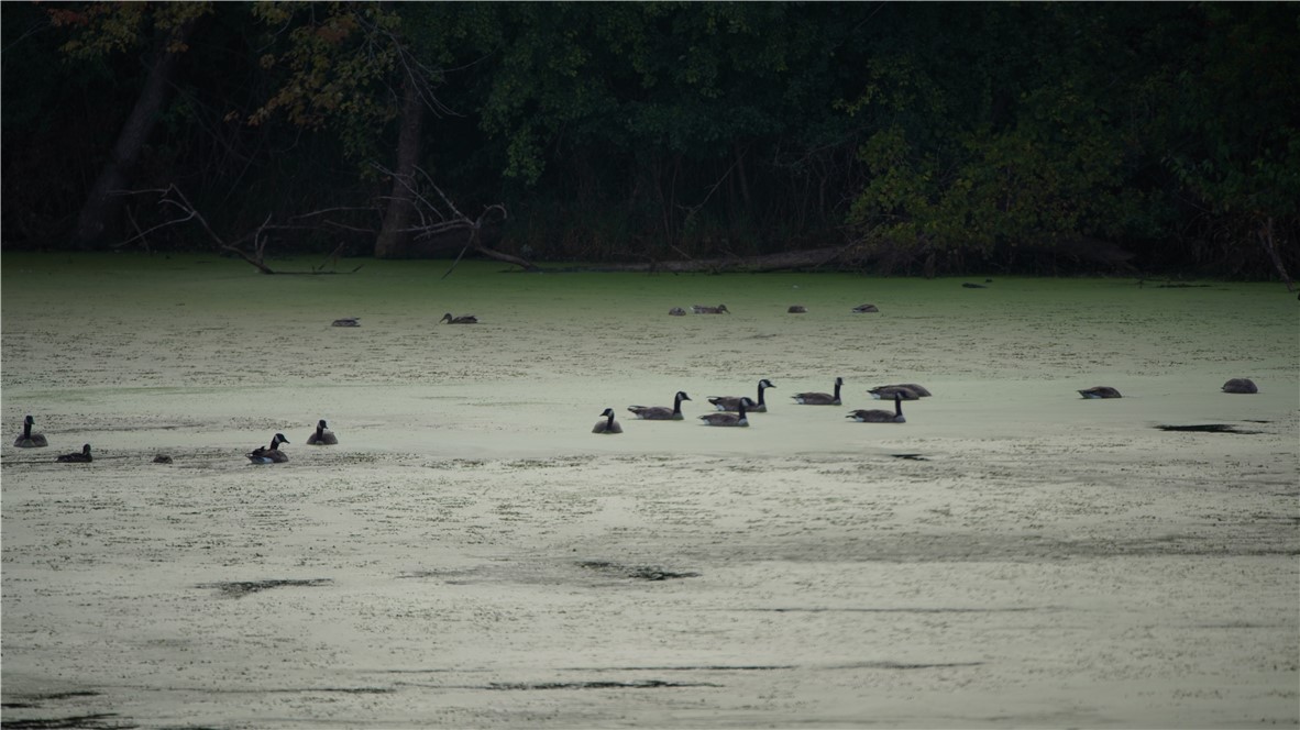 Land at XX Cesler Valley Rd, Alma, WI 54610 — photo 30